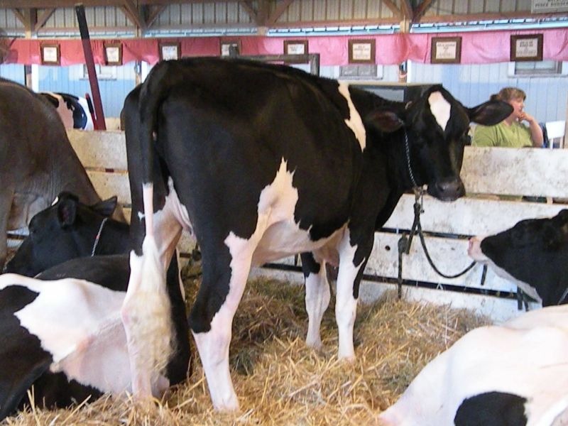 091911 (Part 2) Images of the Wayne County Fair