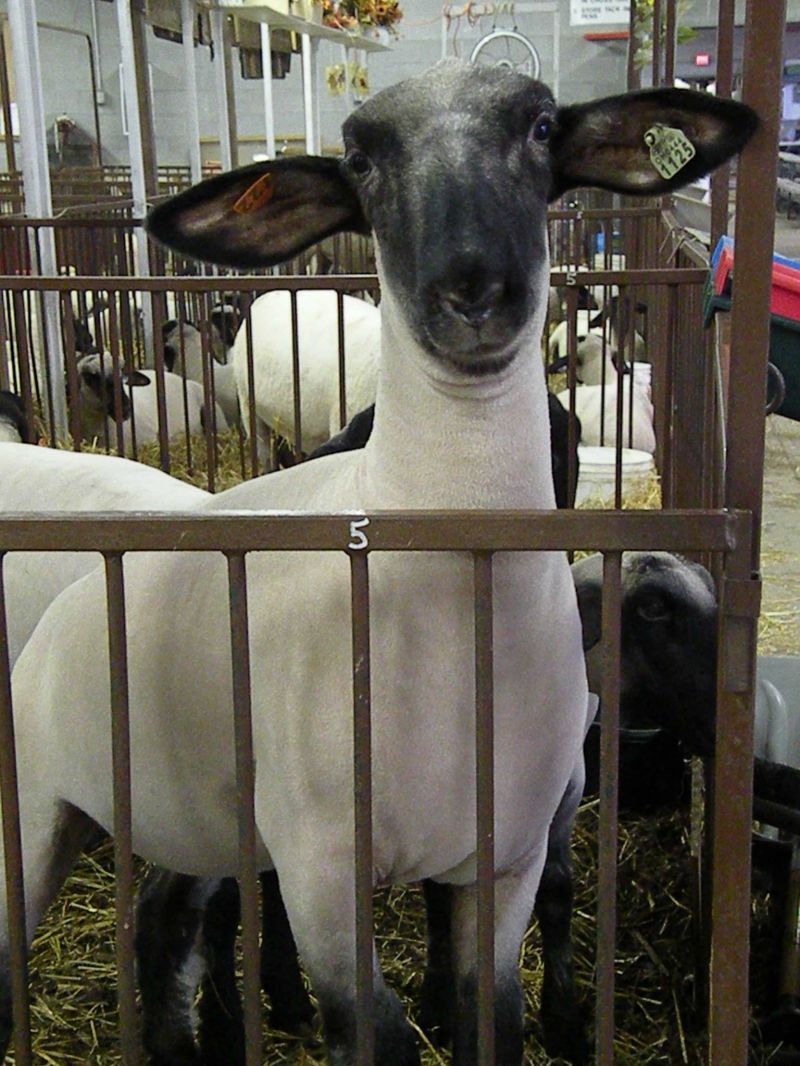 091911 (Part 2) Images of the Wayne County Fair