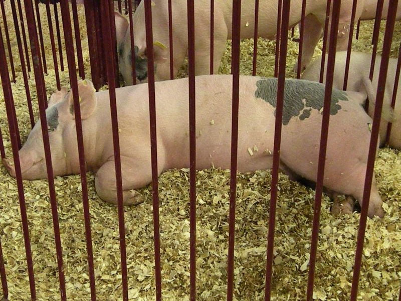 091911 (Part 2) Images of the Wayne County Fair