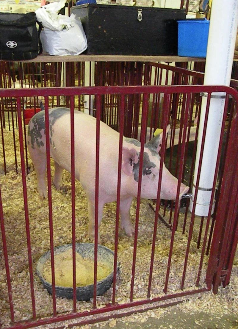 091911 (Part 2) Images of the Wayne County Fair