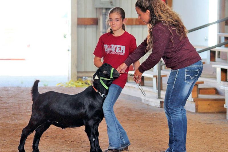 4-H club members get ready for the 169th county fair