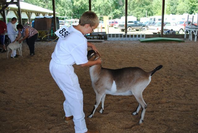 4Hers show their goats at the Holmes County Fair