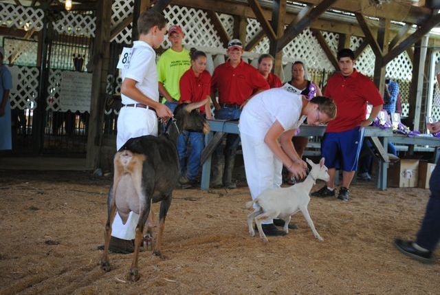 4Hers show their goats at the Holmes County Fair