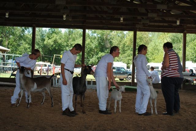 4Hers show their goats at the Holmes County Fair