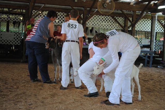 4Hers show their goats at the Holmes County Fair