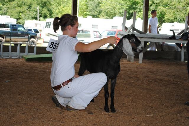 4Hers show their goats at the Holmes County Fair