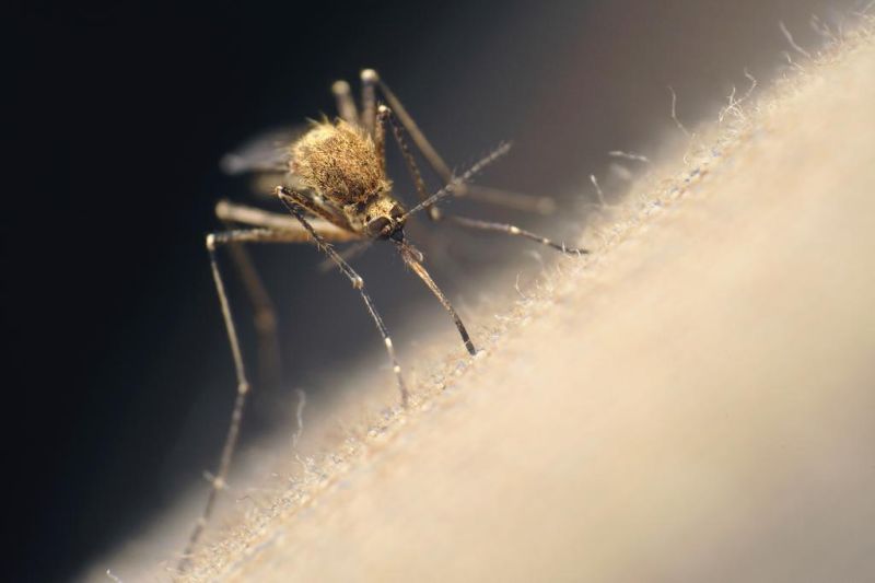 7 pools test positive for West Nile virus in Tuscarawas County