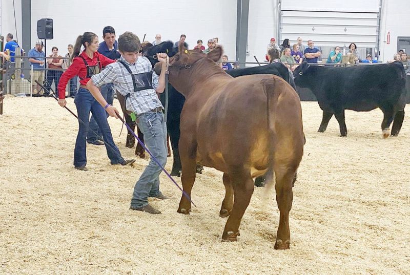 A pair of seasoned 4-Hers come out on top at market steer competition