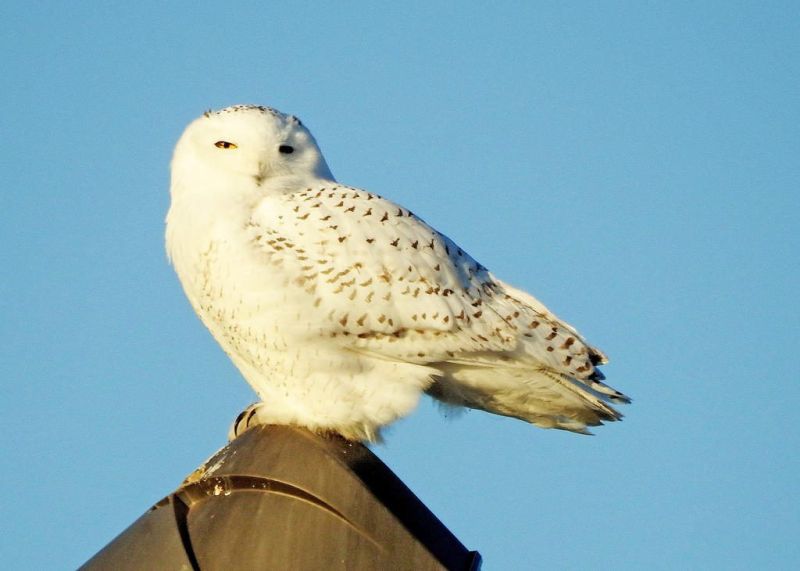 A snowy owl sets up at an Indiana airport