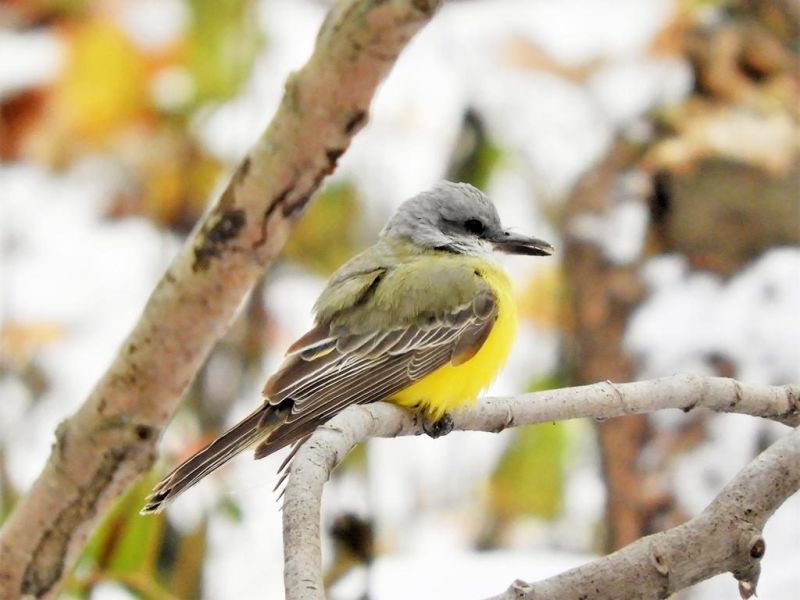A tropical kingbird stops in on a snowy November day