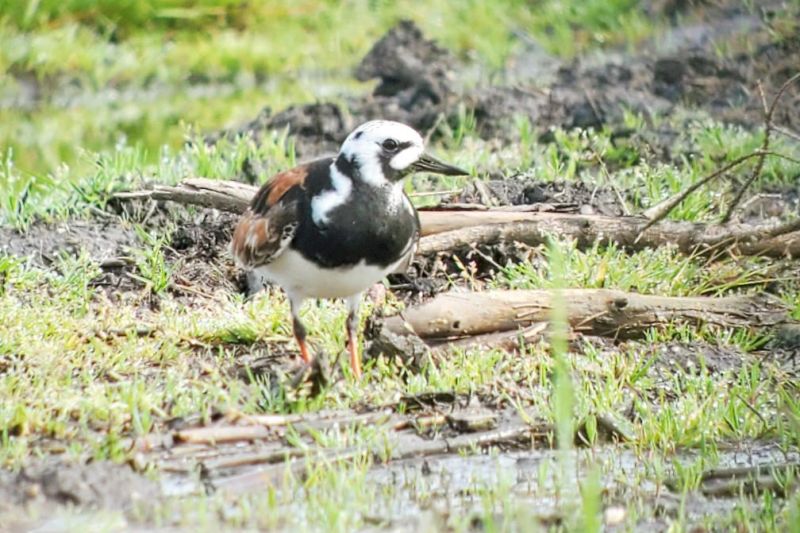 A weekend of birding worth remembering