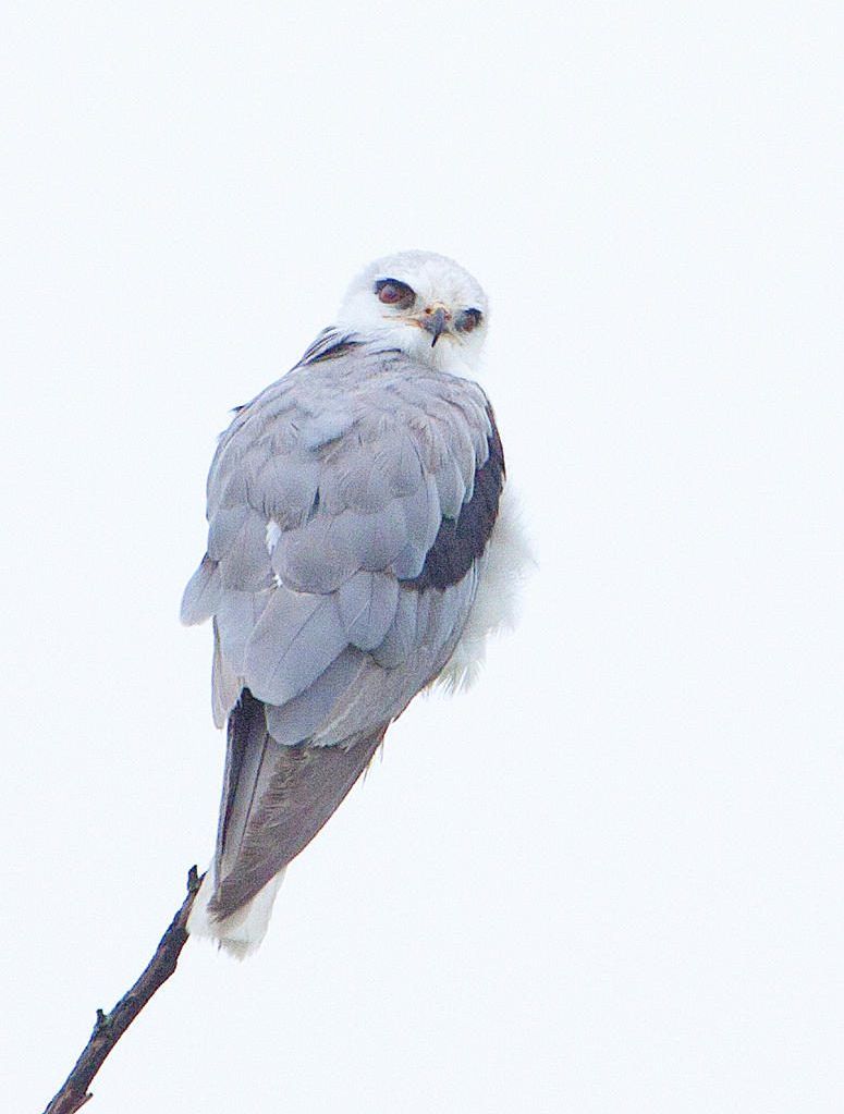 A white-tailed kite shows up in Northern Indiana