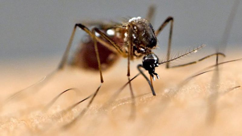 Additional mosquito pools tested positive for W. Nile