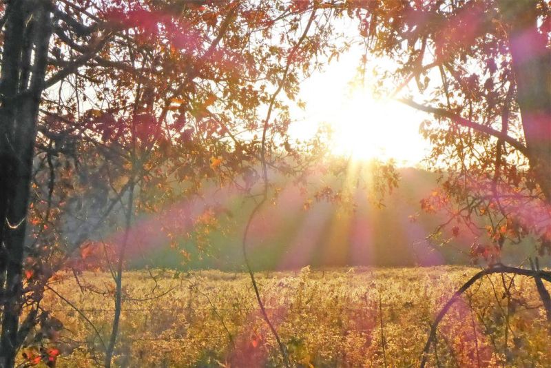 After leaves drop, easy pickings are revealed