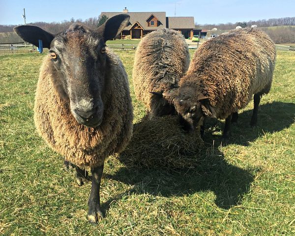 Agricultural trend: Local farmers meet demand for lamb and wool
