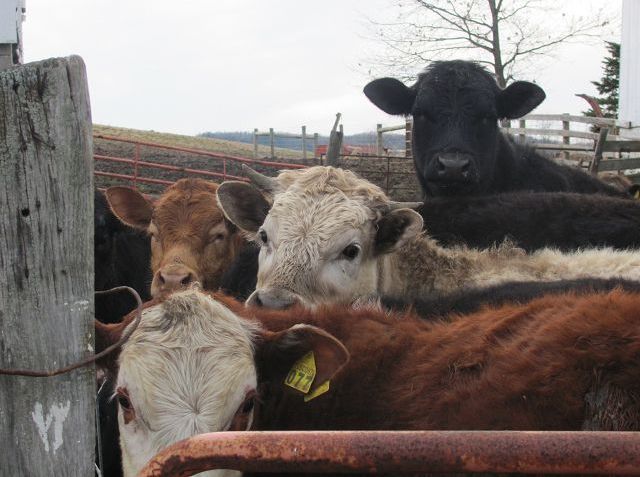 Agriculture representatives speak out about challenges facing Tuscarawas County farmers
