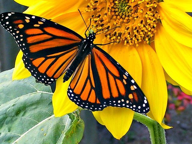 All A Flutter at the Norma Johnson Center