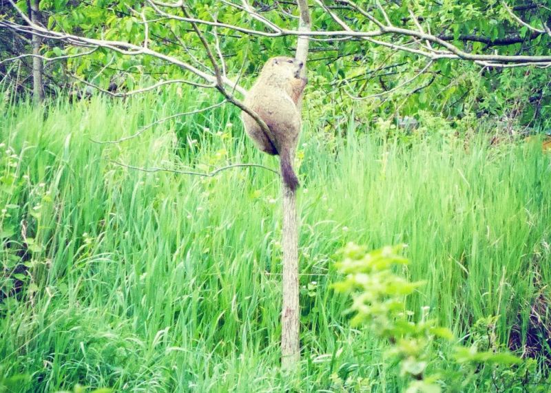 Along the trail, peril comes in small packages