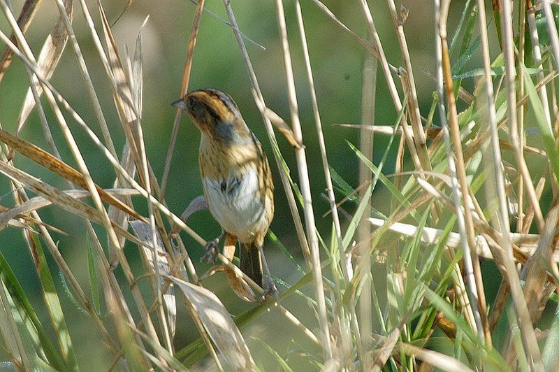 An exciting week for birders in Ohio