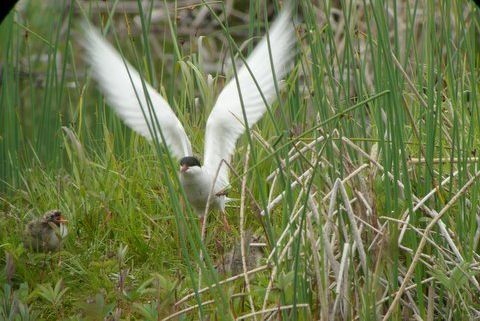Anchorage area birding