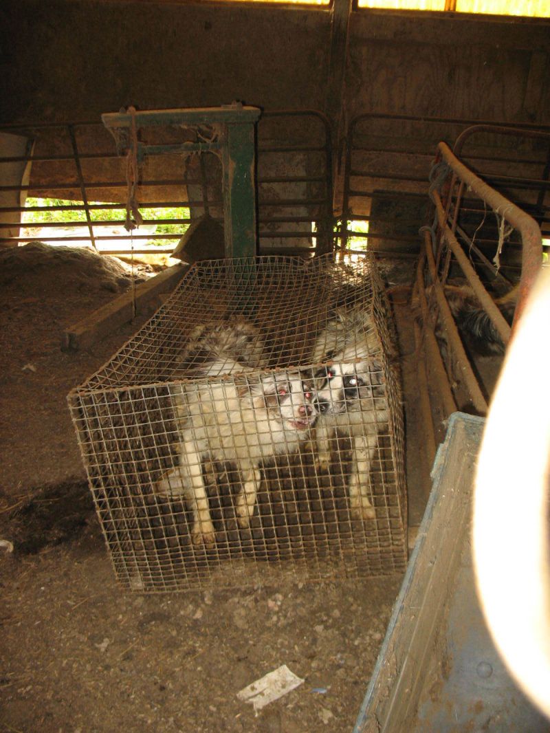 Animal abuse uncovered at OK Haven Farm