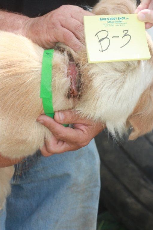 Animal abuse uncovered at OK Haven Farm