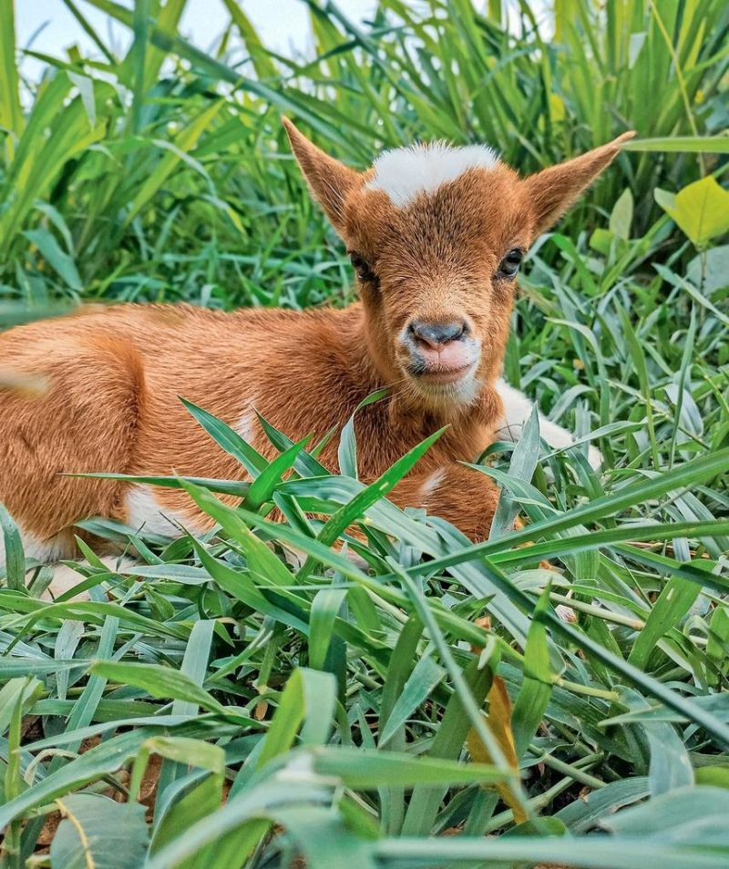 Animal Encounters comes to Tuscarawas County libraries