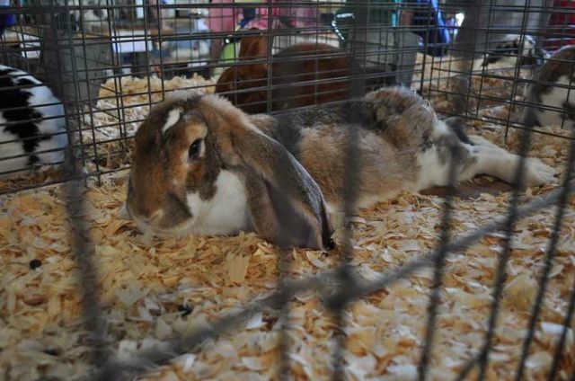 Animals are the main event at the Wayne County Fair