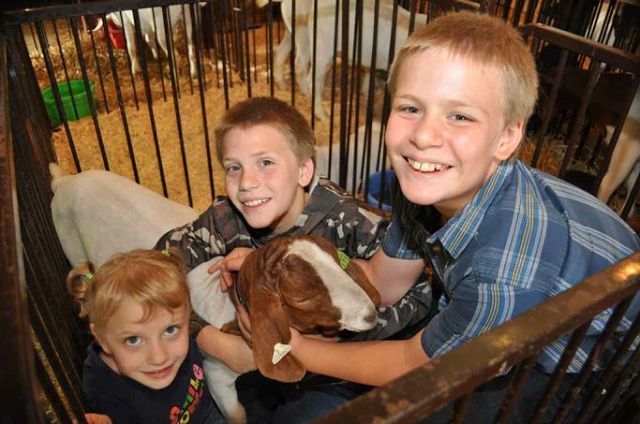 Animals are the main event at the Wayne County Fair