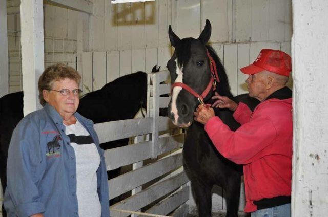 Animals are the main event at the Wayne County Fair