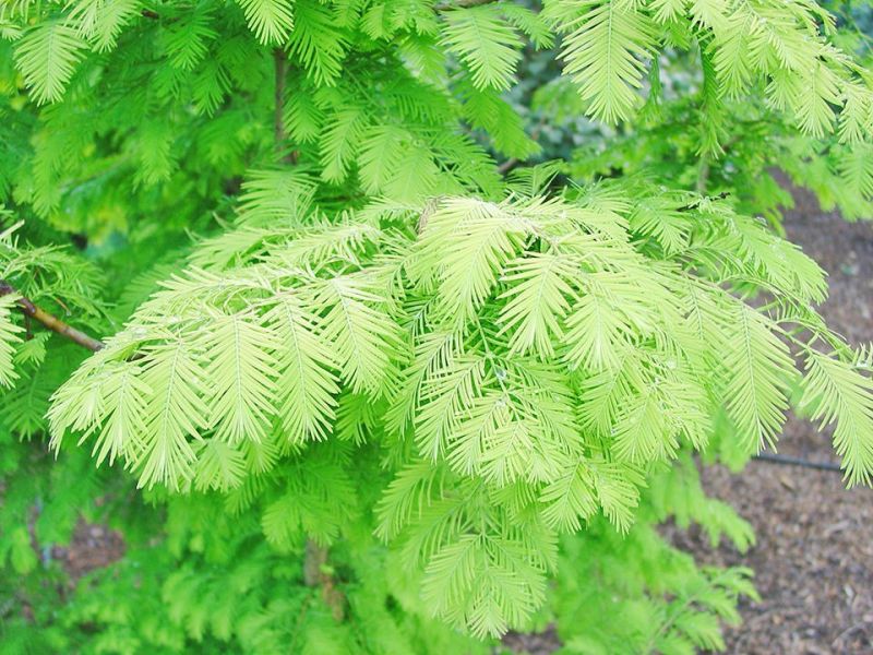 Annual tree seedling sale is underway