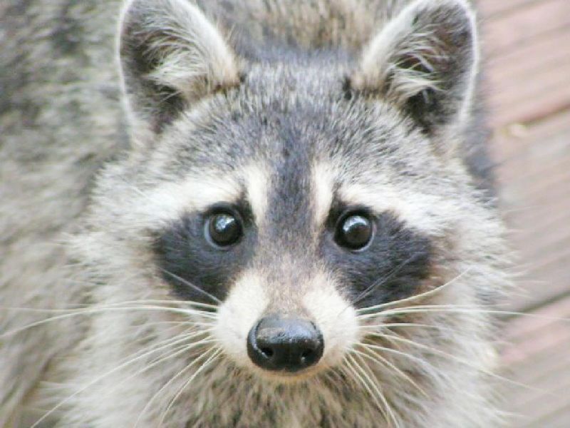 Another case of raccoon rabies reported