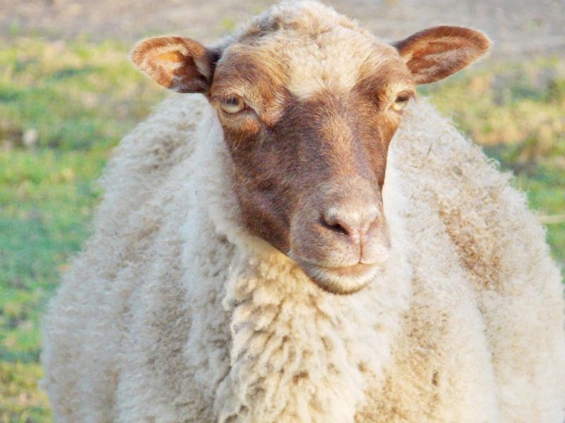 Area sheep farmers to meet in Mt. Hope