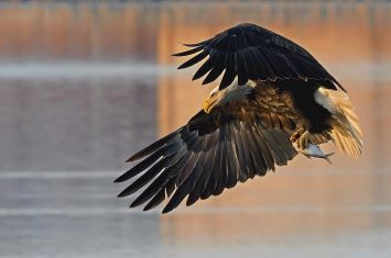 As winter makes its arrival,  unique birds in Ohio can be spotted