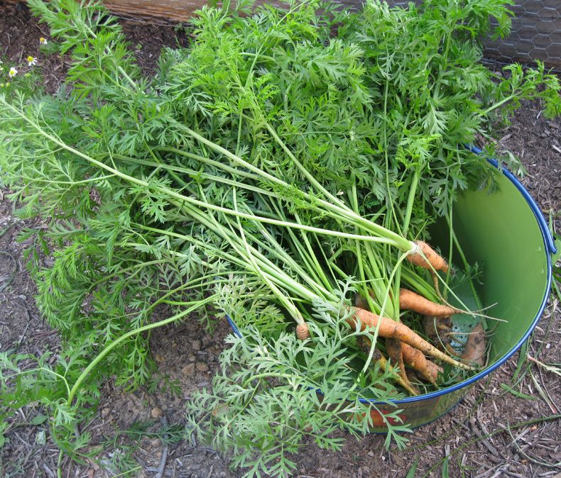 ATH: Grow the right amount of vegetable in the garden