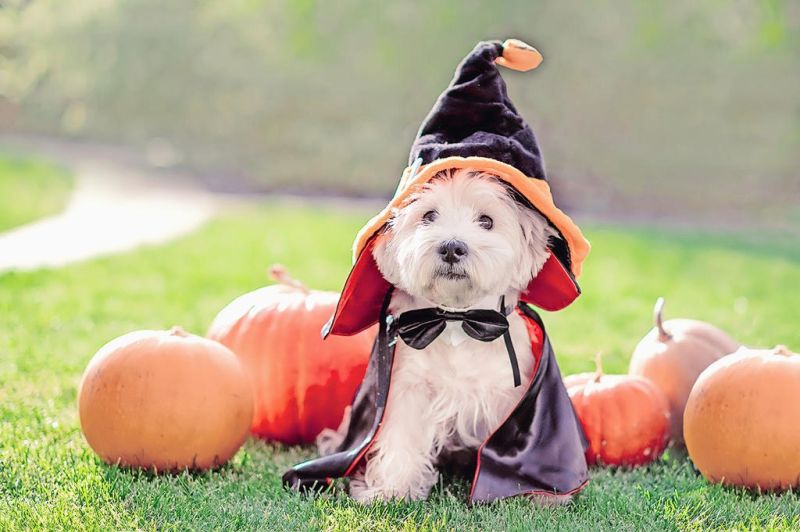 Barktoberfest should be a howling good time