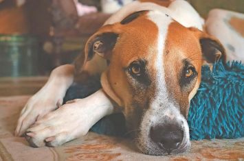 Beam, McKee hope to purchase new dog licensing system