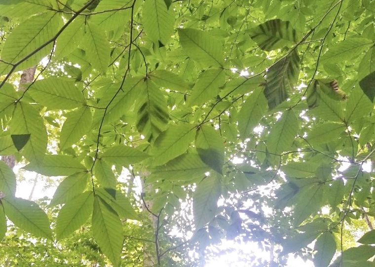 Beech leaf disease now in Wooster Memorial Park