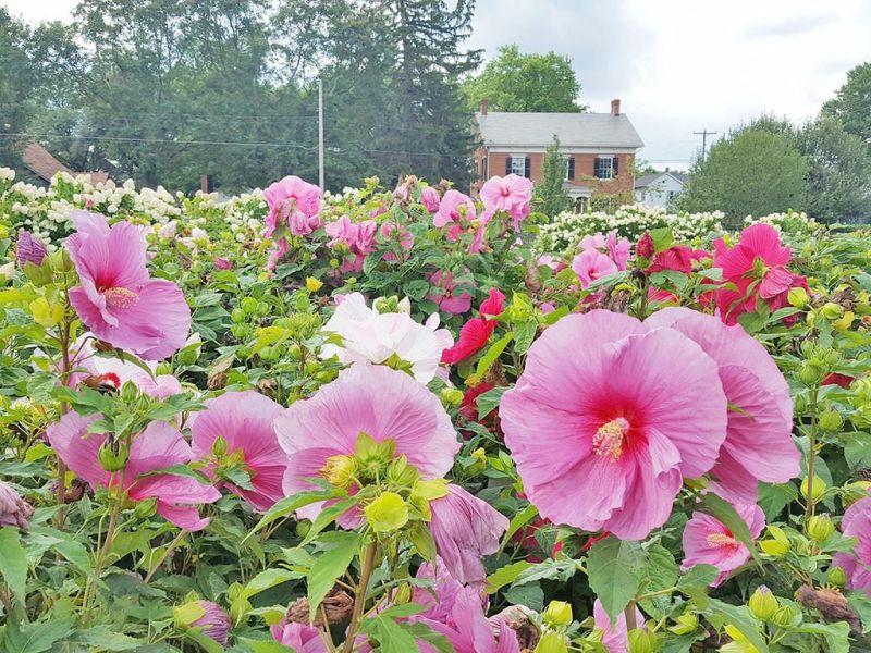 'Beyond the Fences of Zoar' luncheon to be held in the garden