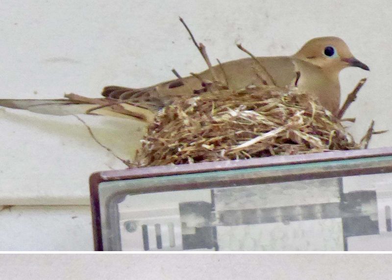 Bird nests: Keepers, throwers or fixer-uppers