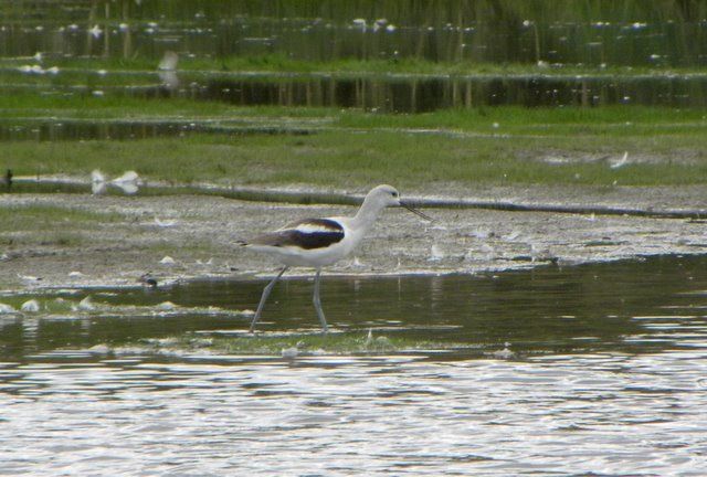 Birding at the Conneaut harbor