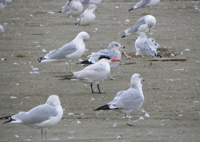 Birding at the Conneaut harbor