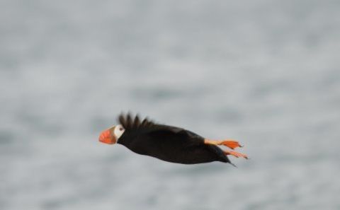 Birding in and around Homer, Alaska