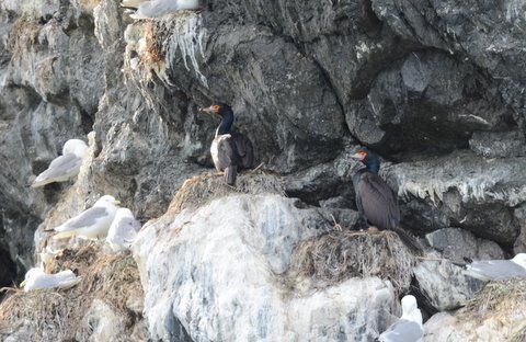 Birding in and around Homer, Alaska