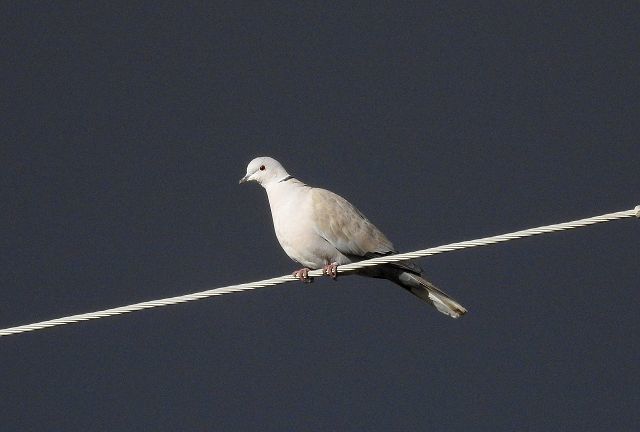 Birding in New Mexico