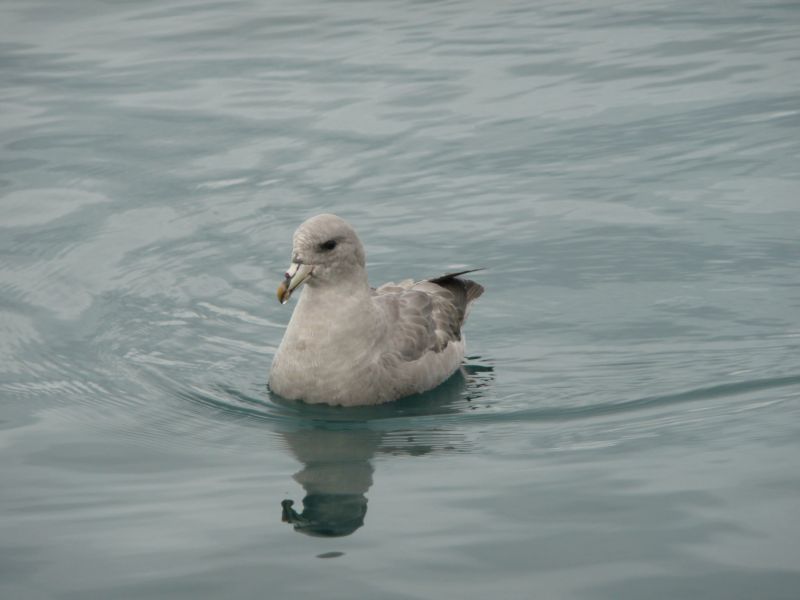 Birding on the Kenai Peninsula