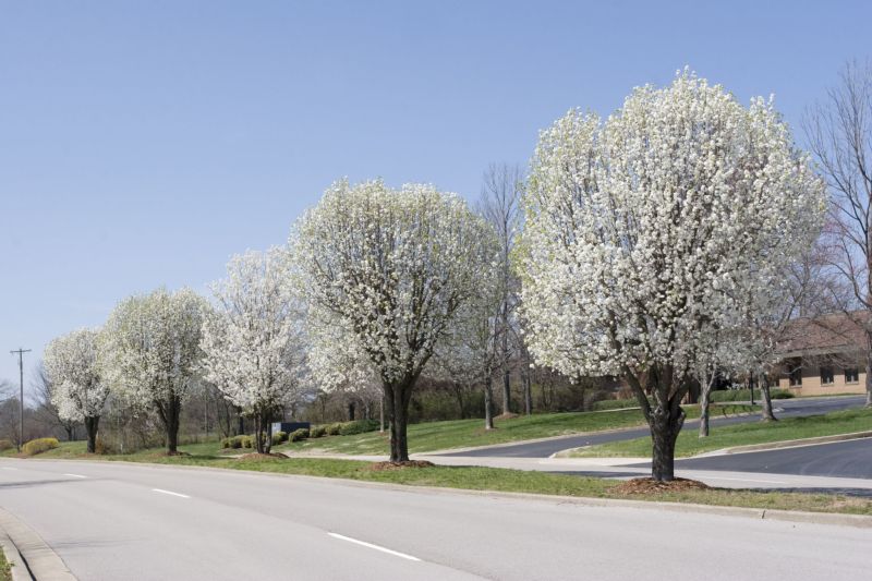 Bradford pear tree poses an ecological threat in Ohio