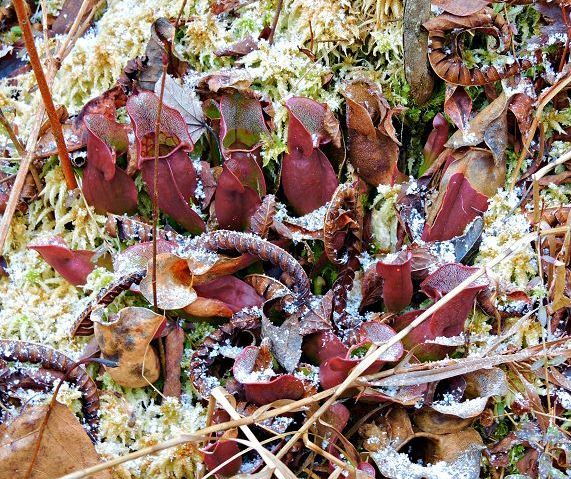 Brown's Lake Bog excellent example of the impact of Ohio's last glacier