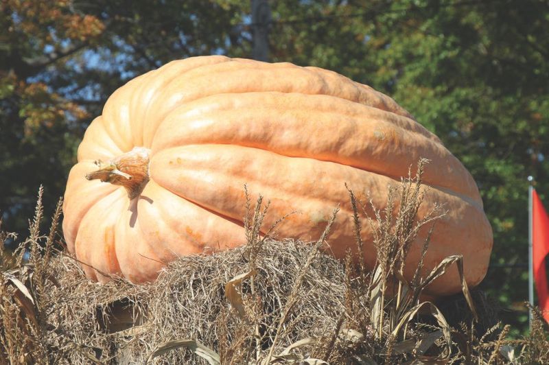 Buehler's to host giant pumpkin contest