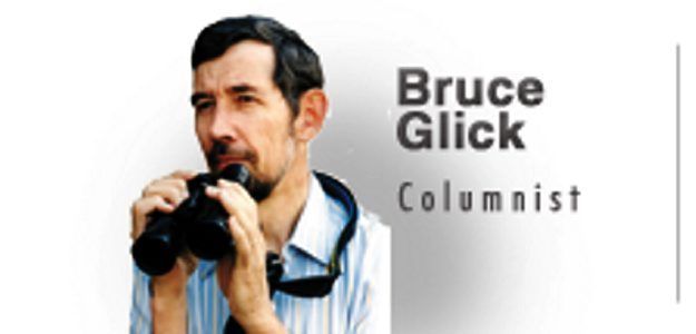 Bullock's Oriole delights birders in southeastern Ohio